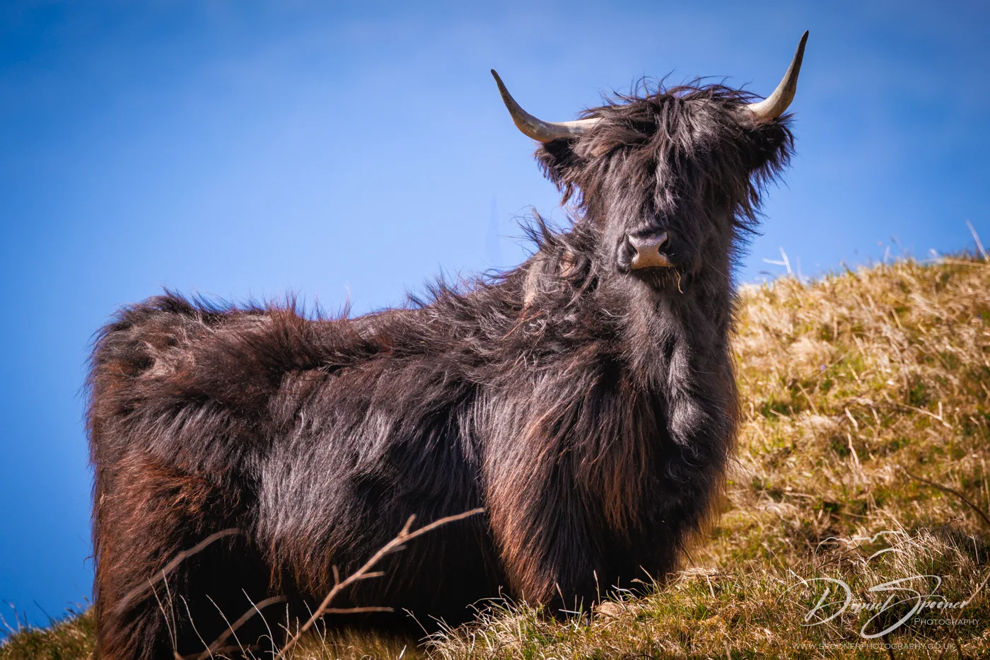 Black highland Coo on Uisken Beach on hill picture taken from lower perspective