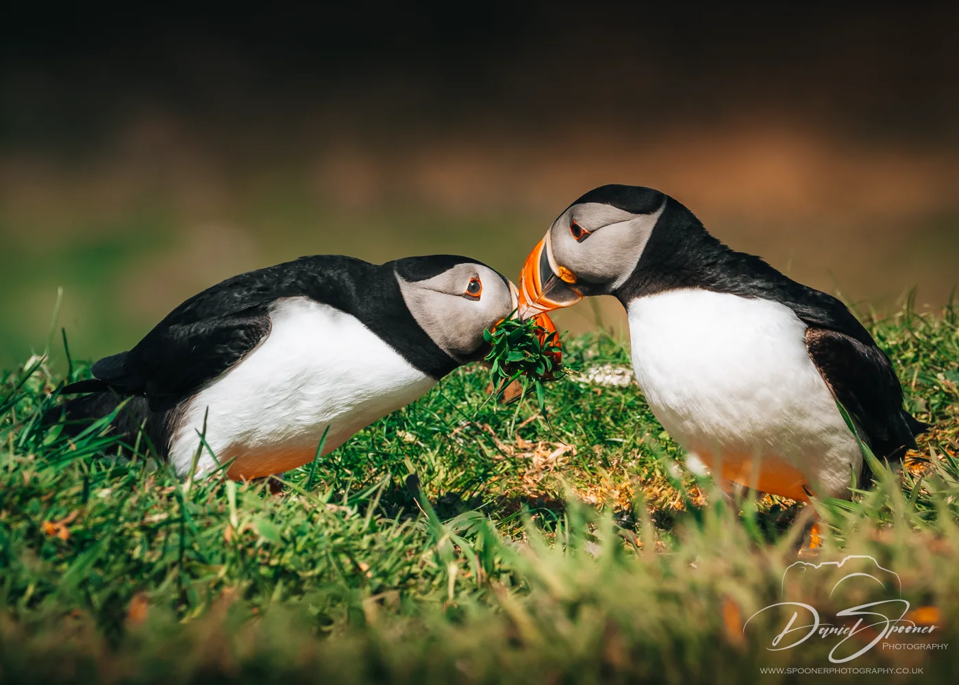 Two Puffins with green nesting material in beaks on Lunga