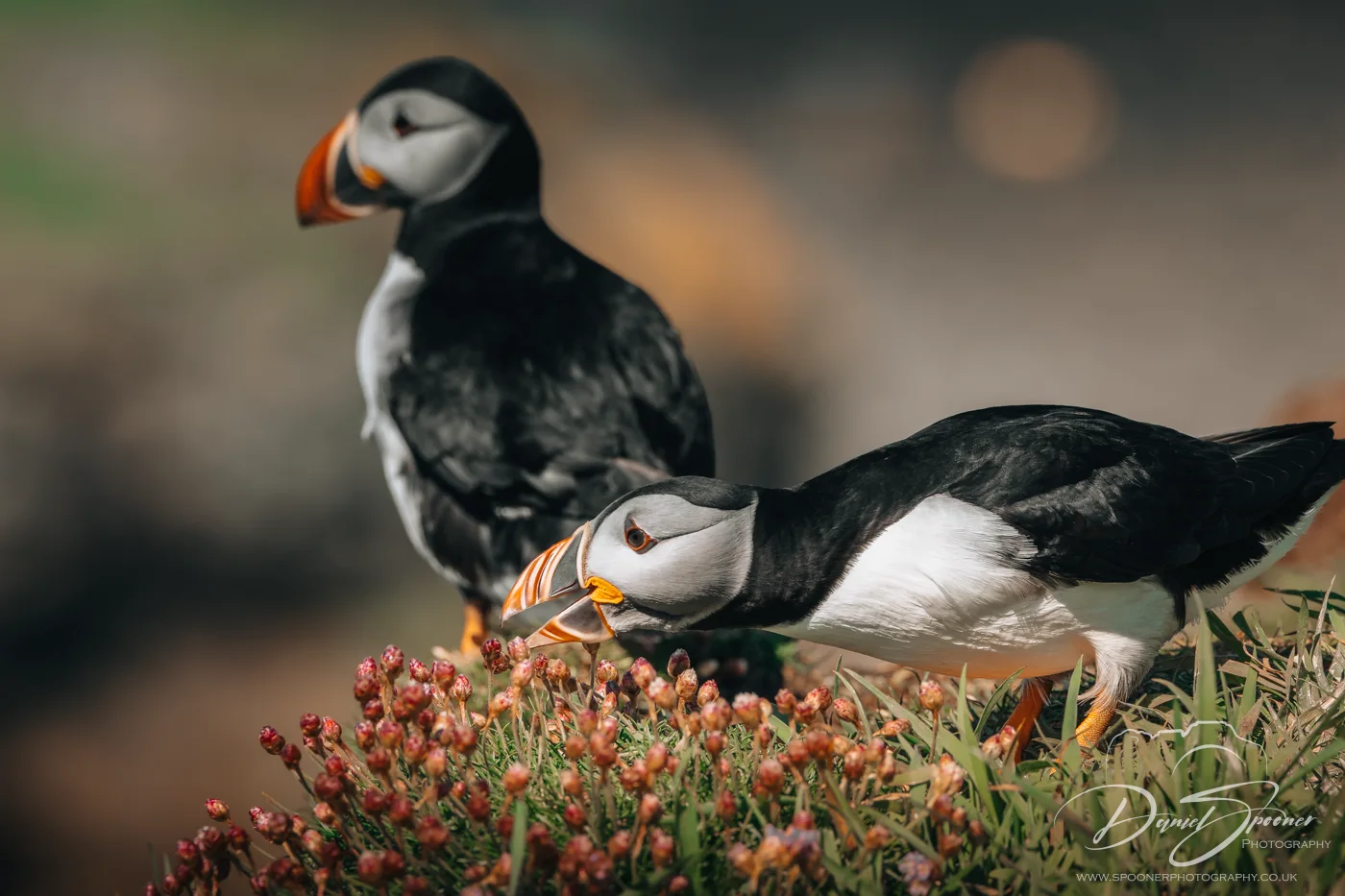 Puffin with a mouthful of Thrift, another puffin in the background