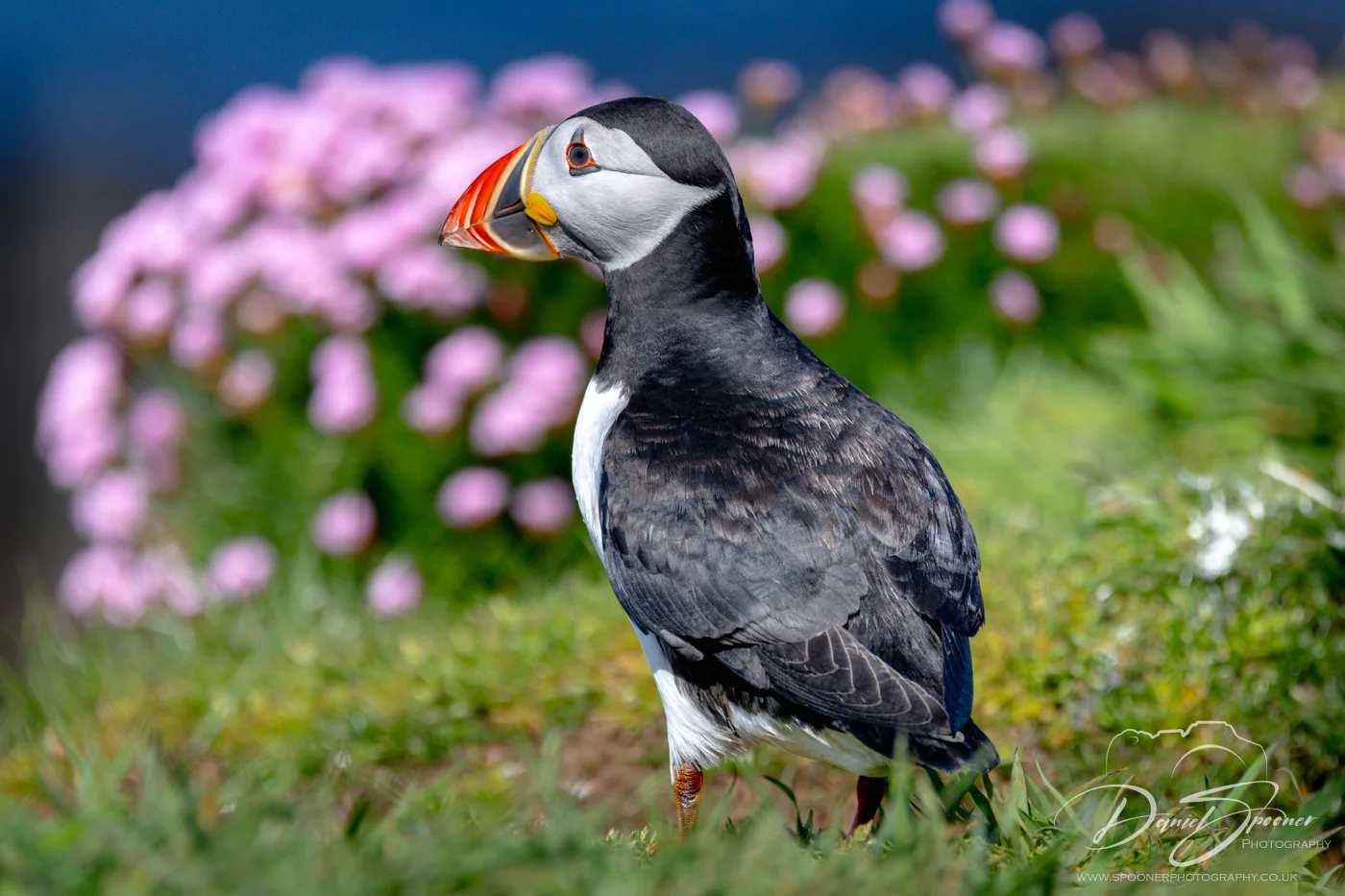 Close-up of a puffin standing on a grassy cliff on the Isle of Mull, beak open and gazing into the distance under midday light Scottish wildlife photography.