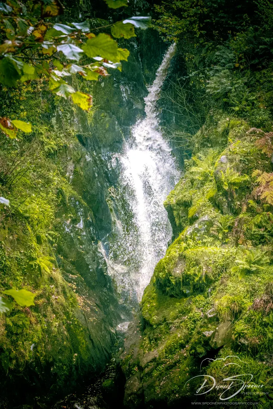 Tall waterfall cascades through a mossy green gorge with overhanging leaves; Daniel Spooner Photography watermark at bottom.