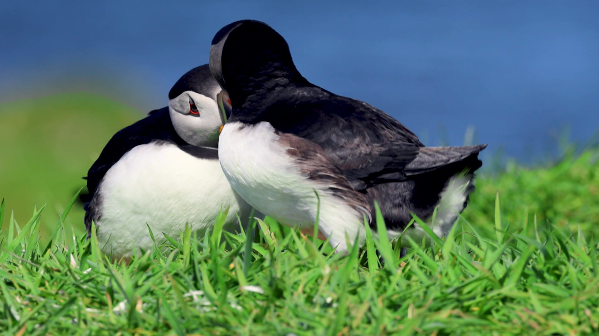 V047 - 3840x2160 4K - Puffins Pairing up, Lunga, Scotland