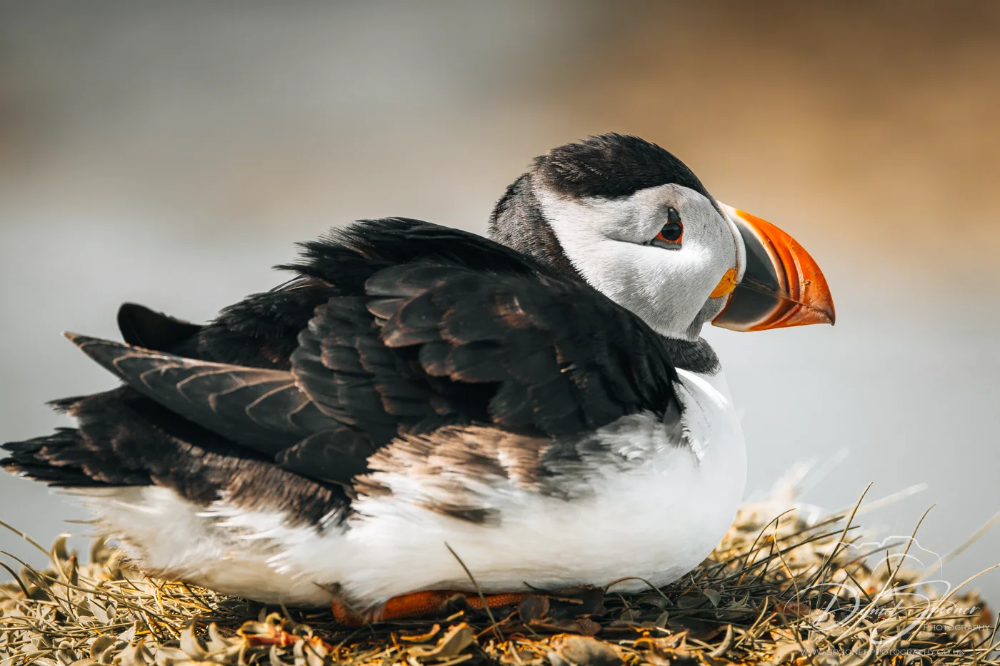 Puffin ruffling feathers while perched on grassy cliff — Isle of Mull wildlife behavior