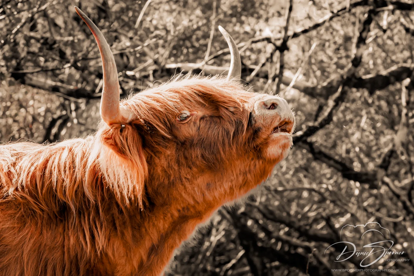Highland Coo on Isle of Mull Mooing