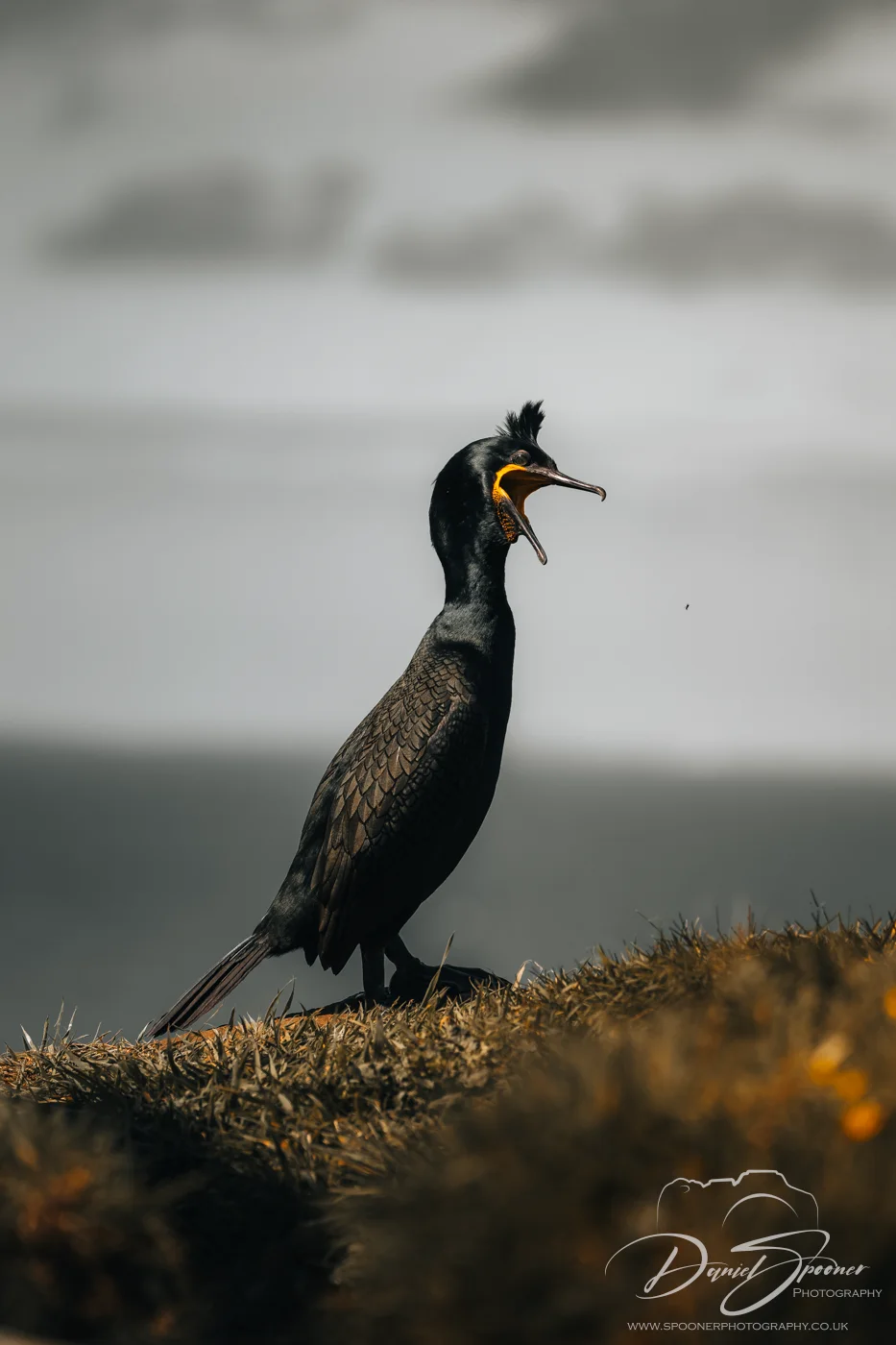 - Shag attempting to catch insect, beak open and eyes wide — humorous seabird behavior on Isle of Mull.