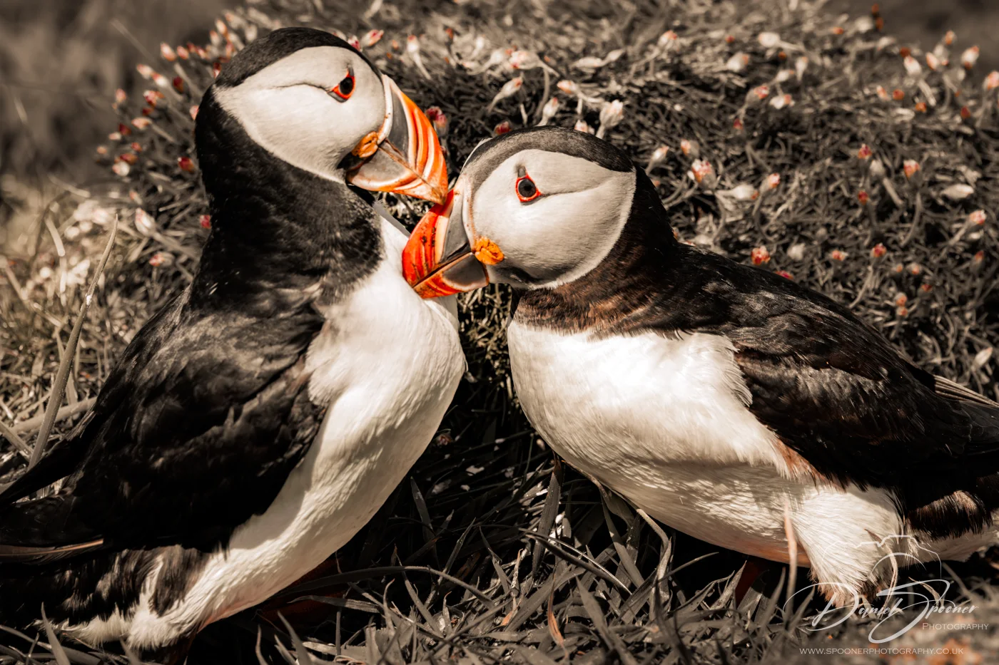 Puffin pair on exposed rock ledge with ocean backdrop — Scotland's seabirds in natural habitat.