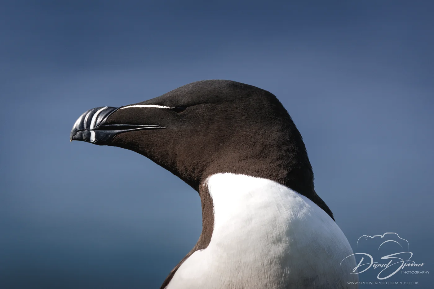 A Razorbill captured in side profile on Lunga Island, showing its black head, thick curved beak, and white body against a clear blue sky.