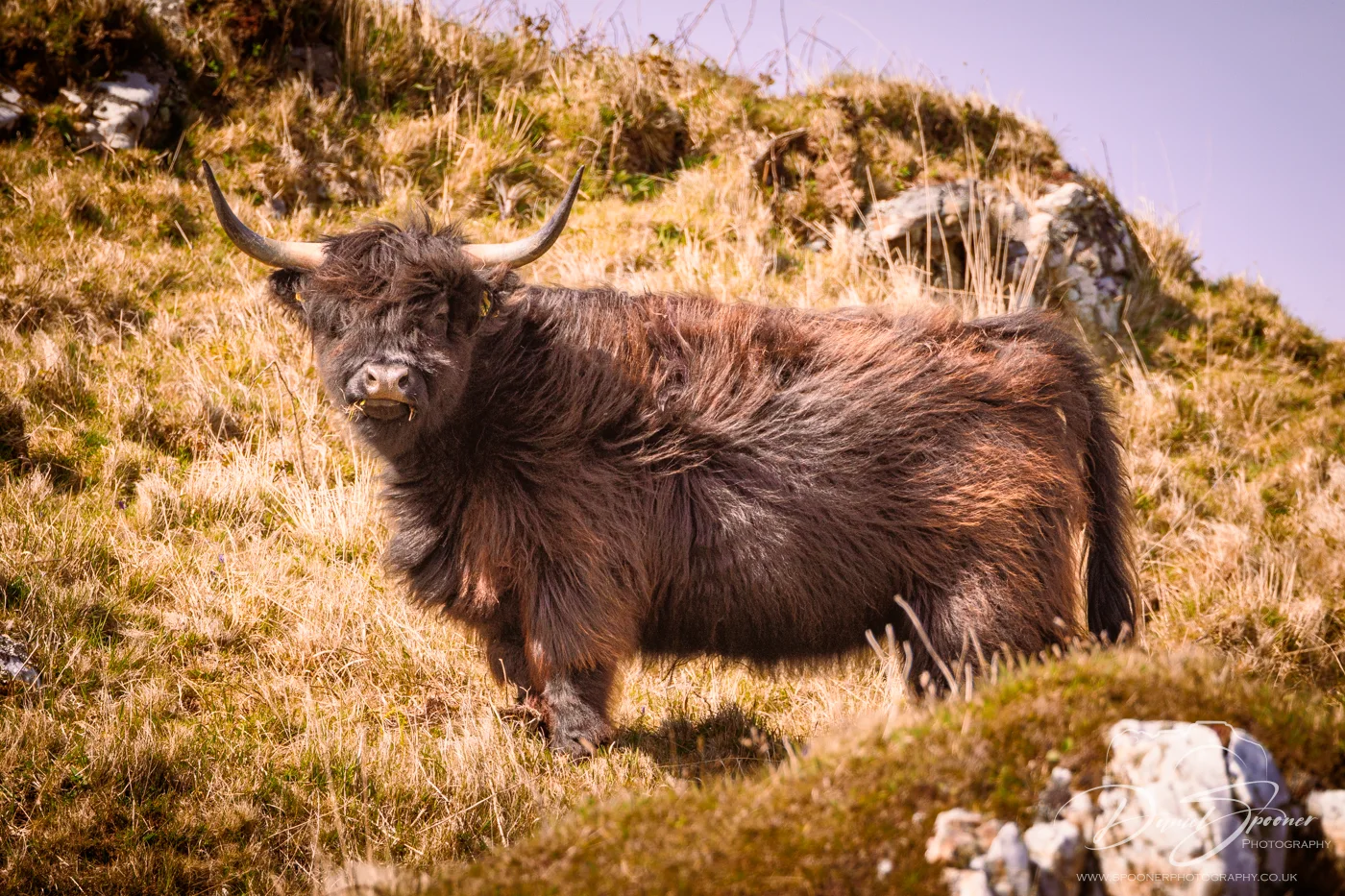 Black highland Coo on Uisken Beach on hill