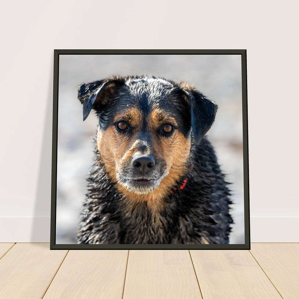 Thumbnail: Client Print - Premium Semi-Gloss Finish Metal Framed Print - Square