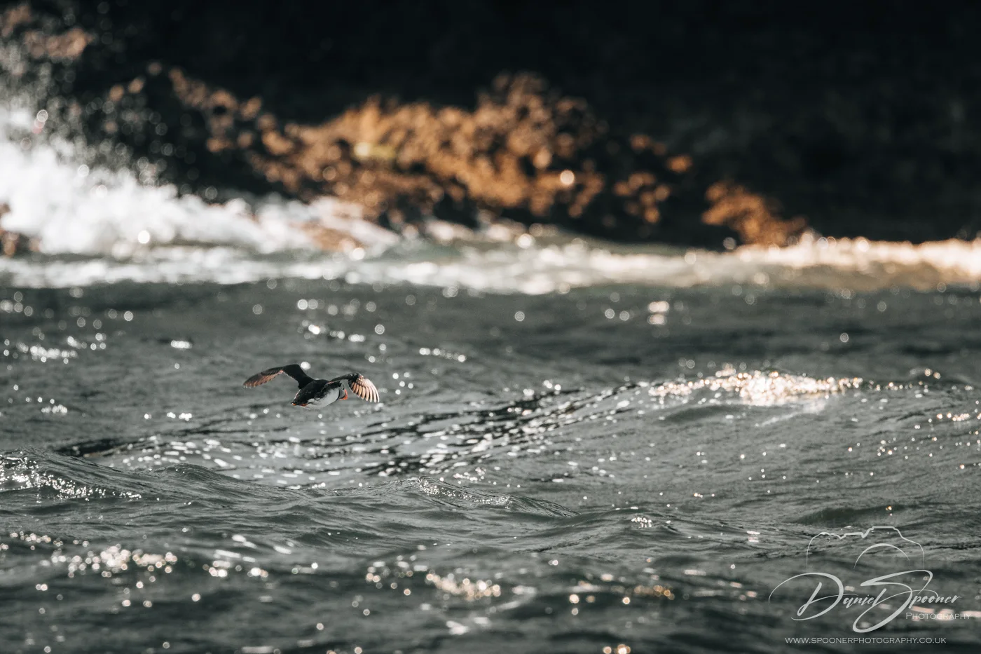 A puffin in flight just above the sea, captured mid-glide with sunlit water and a dark rocky coastline in the background.