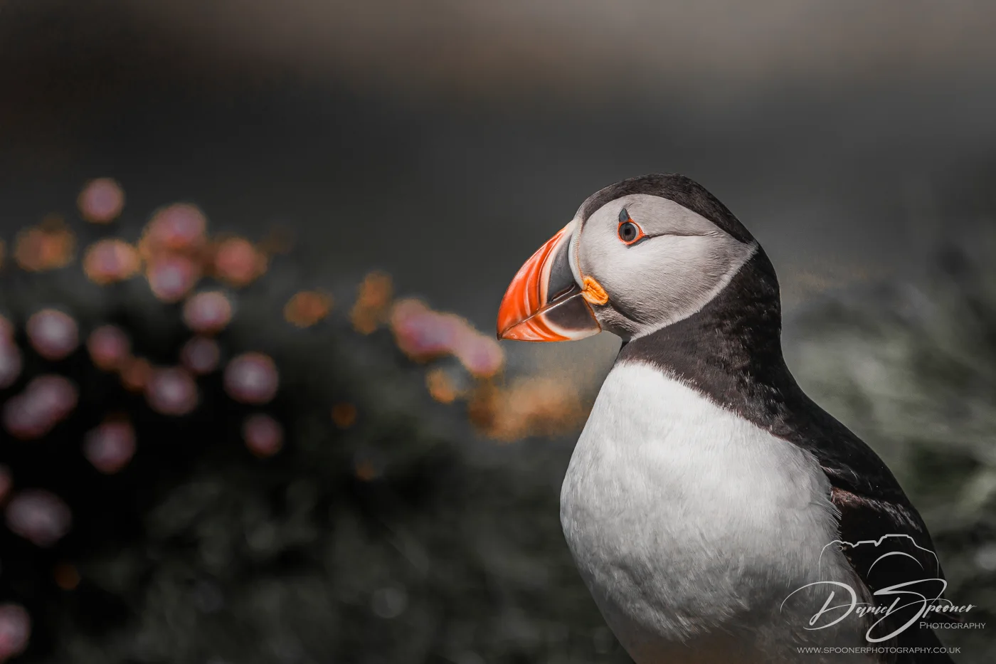 Puffin with back to camera, softly lit from behind, perched on grassy slope — wildlife photography from Isle of Mull.