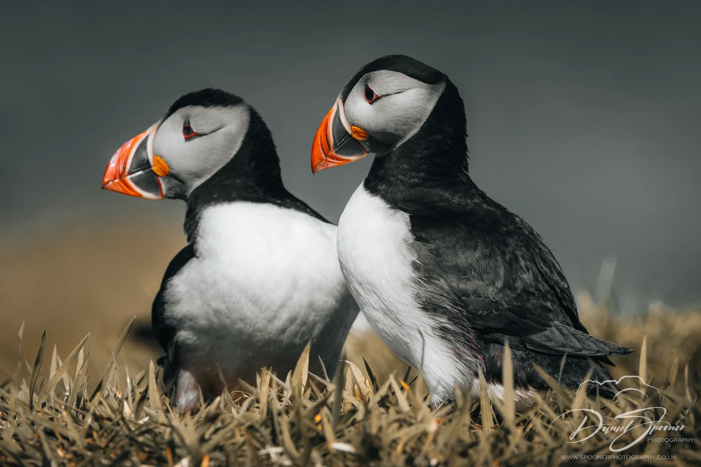 Puffins standing in tandem on grassy slope, mirrored pose in Isle of Mull bird photography.