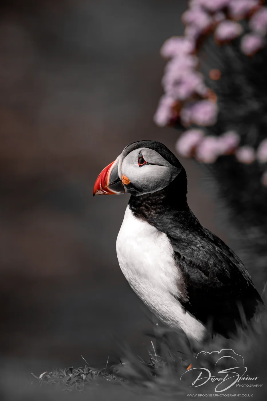 Puffin side profile with wind-blown feathers, sunlight on beak — portrait of seabird in Isle of Mull nature photography.