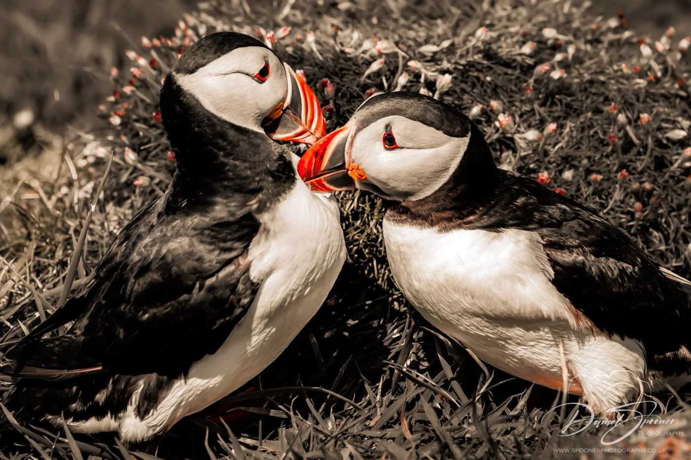 Puffins touching beaks on cliff grass, highlighting courtship behavior — Isle of Mull seabird photo.