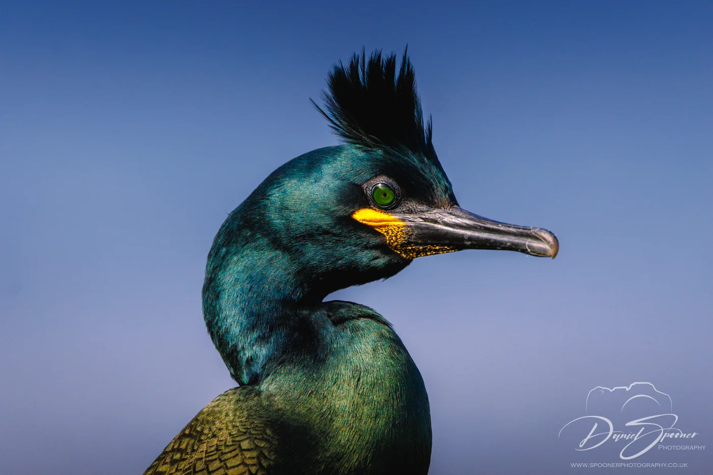 Profile view of European shag with raised crest and vivid beak patch — seabird photography in Scotland.