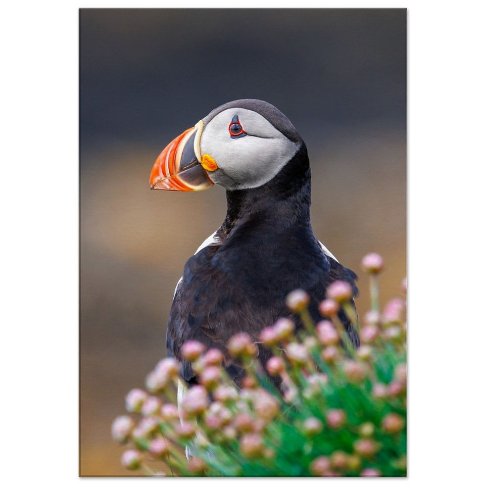 Thumbnail: W004 - Puffin's Floral Haven