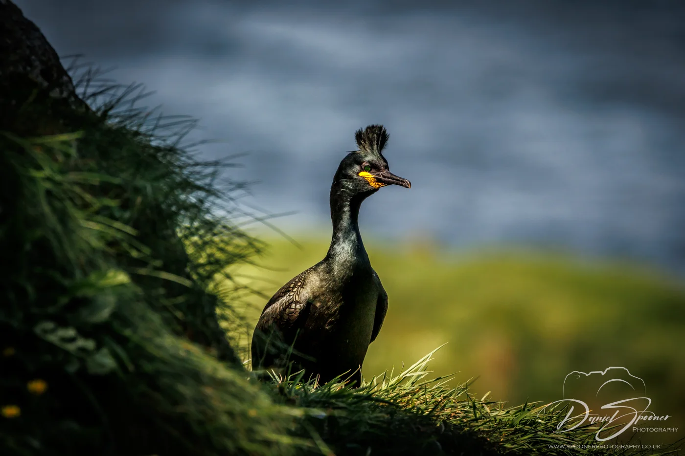 Shag partially hidden behind grassy slope, peering out — Scottish coast wildlife behavior.