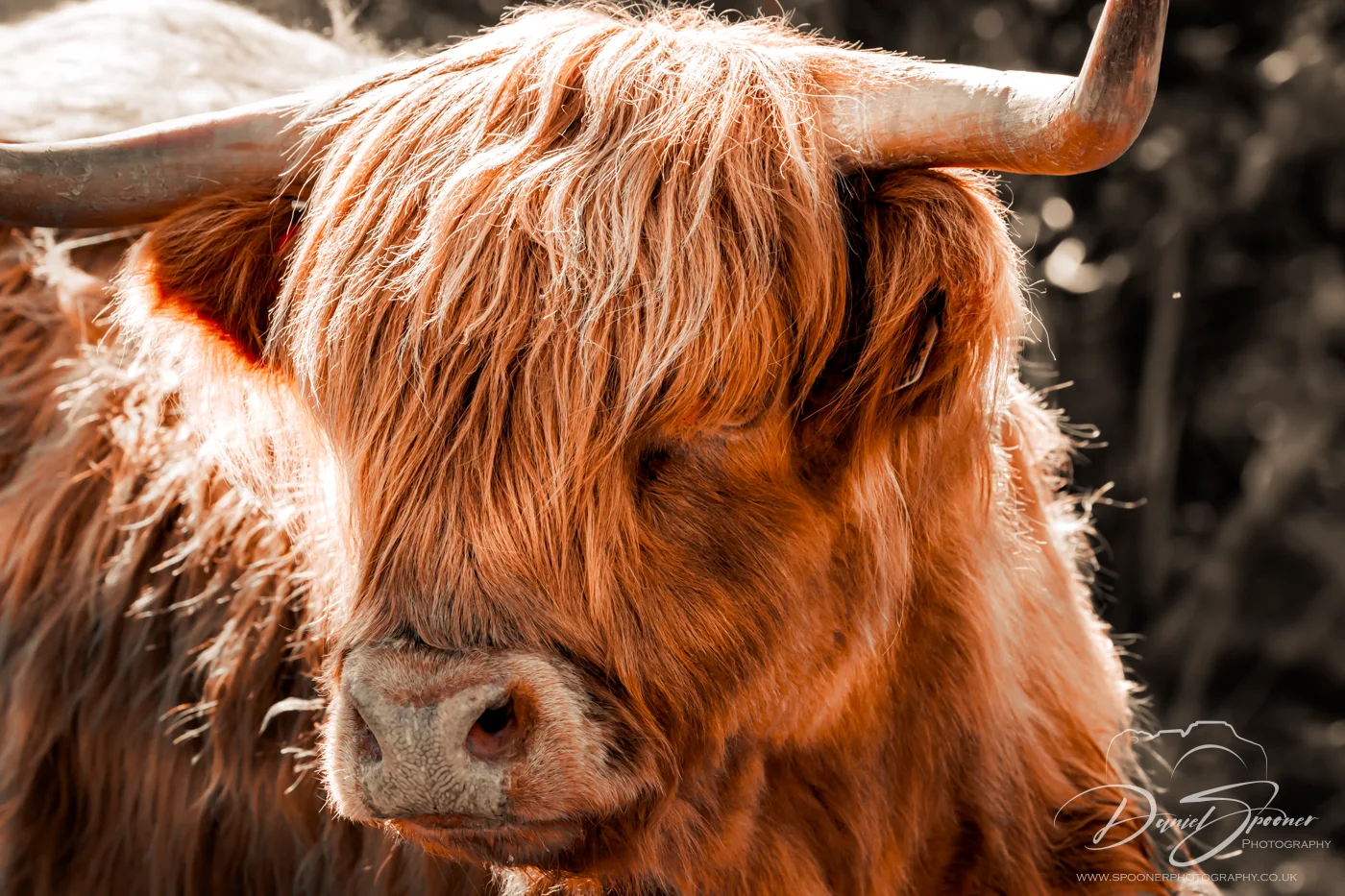 Highland Coo Portrait, Hoens out of view