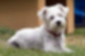 a westie dog