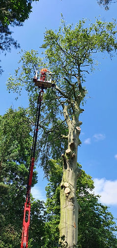 Tree pruning