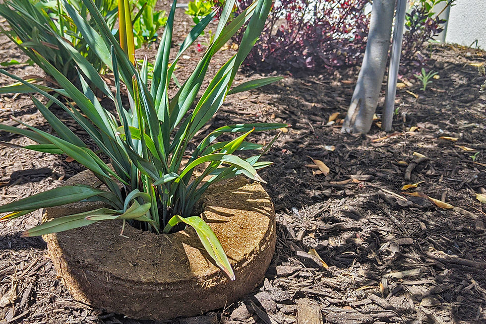 Treering_Plant_1200x800px_WEB.jpg