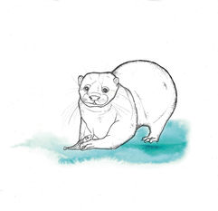 süßer Otter mit Fisch Tattooentwurf Rahel Bachem Berlin 