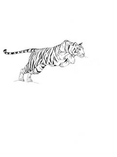 Tiger Illustration Tattoo-Design Rahel Bachem