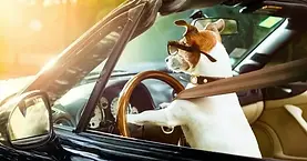 a terrier driving a car
