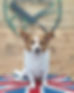 Rescue dog from Faith sitting on a union jack