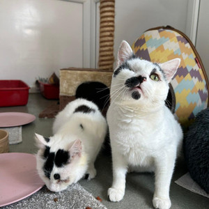 Fred & Barney Approx 2 years 