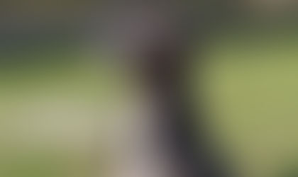 Holly Patterdale terrier looking for a home