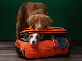 Great Travel advice with Animals from Go Compare