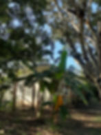 Chromagen 50-gal solar water heating system