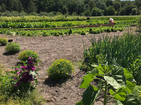 Hartje zomer in Proeflokaal de Serre