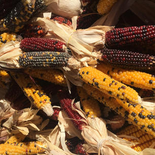decorative Indian corn