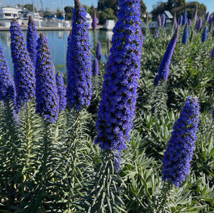 Pride of Madeira (echium fastuosum).jpeg