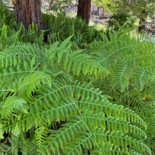 fern grotto.jpeg