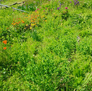 4-14-21 Weeds, Computer Shopping, Home Ergonomics