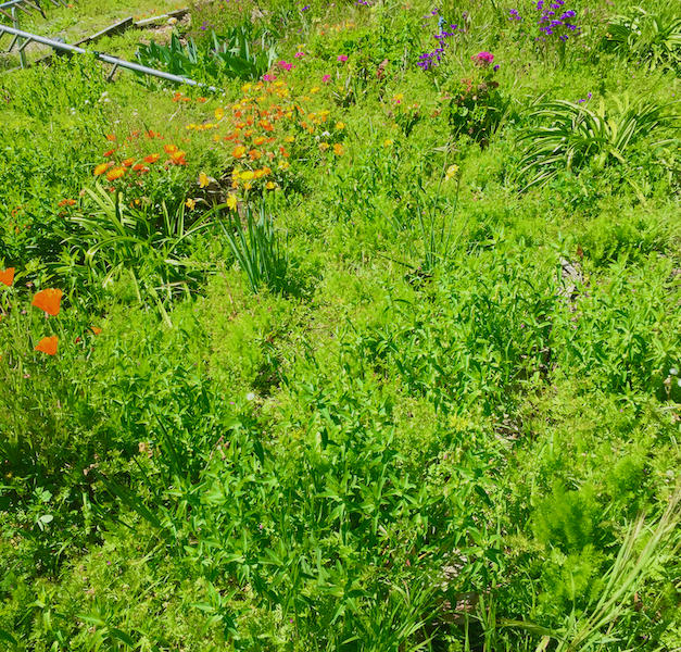 4-14-21 Weeds, Computer Shopping, Home Ergonomics
