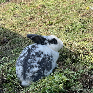 bunny