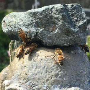 7-14-21 Bastille Day, Honey Bees, July Gardening