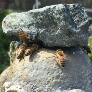 7-14-21 Bastille Day, Honey Bees, July Gardening