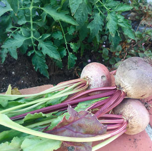 harvested fresh beets next to tomato vine