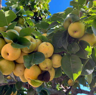 Asian Pears
