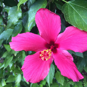 pink hibiscus