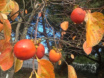 Fall persimmons for health