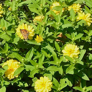 Monarch butterfly-chartreuse zinnia butterfly Garden.jpeg