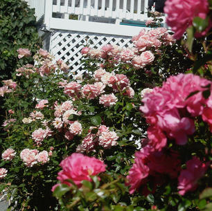 pink roses