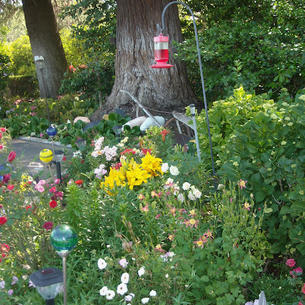 Hummingbird Garden