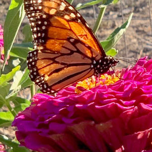 monarch butterfly by-julie stagg.jpeg